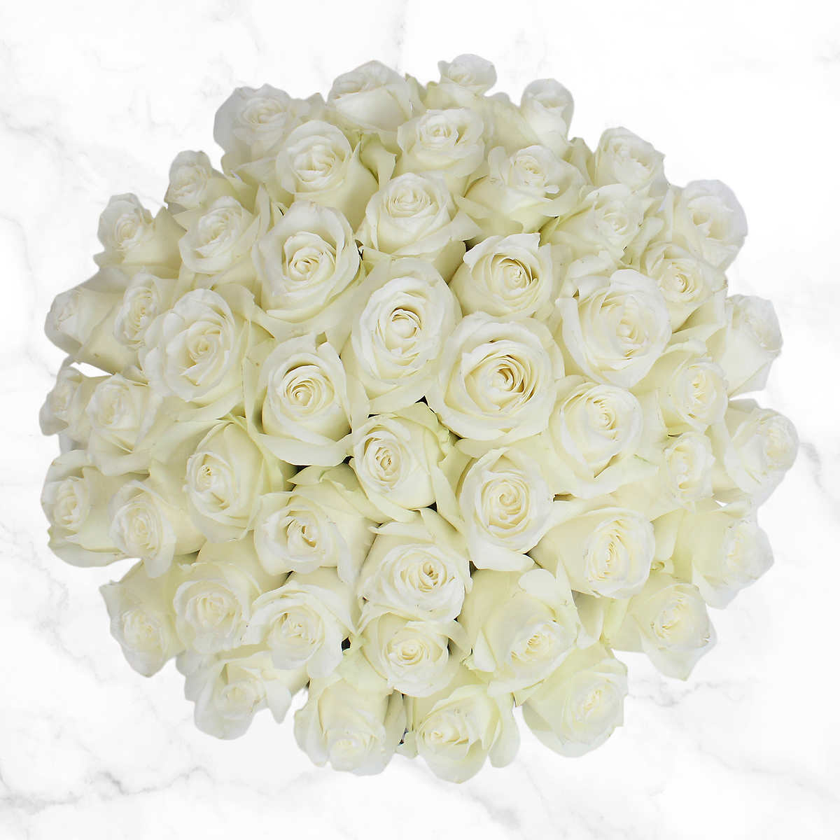 Detail White Rose Image Nomer 21