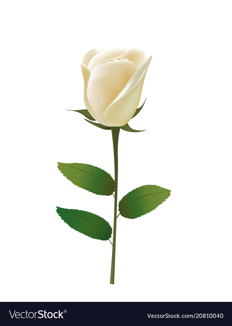Detail White Rose Image Nomer 25