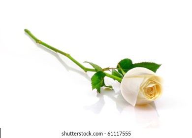 Detail White Rose Image Nomer 27