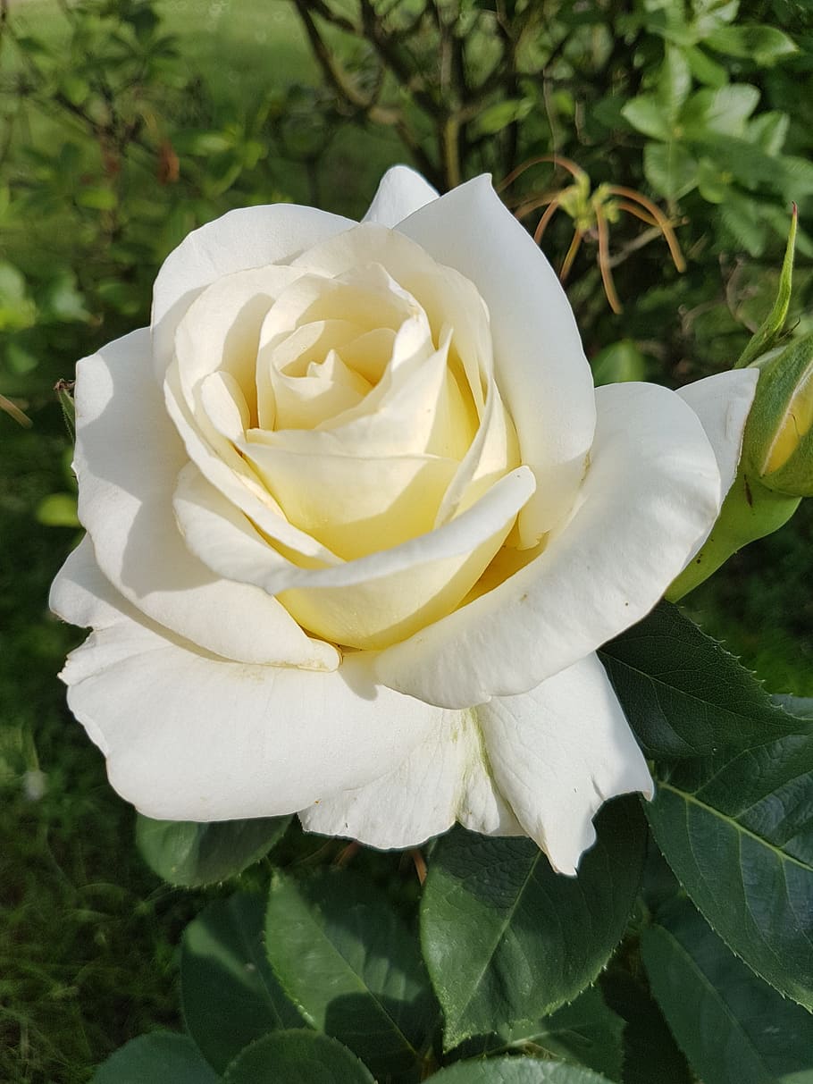 Detail White Rose Image Nomer 28