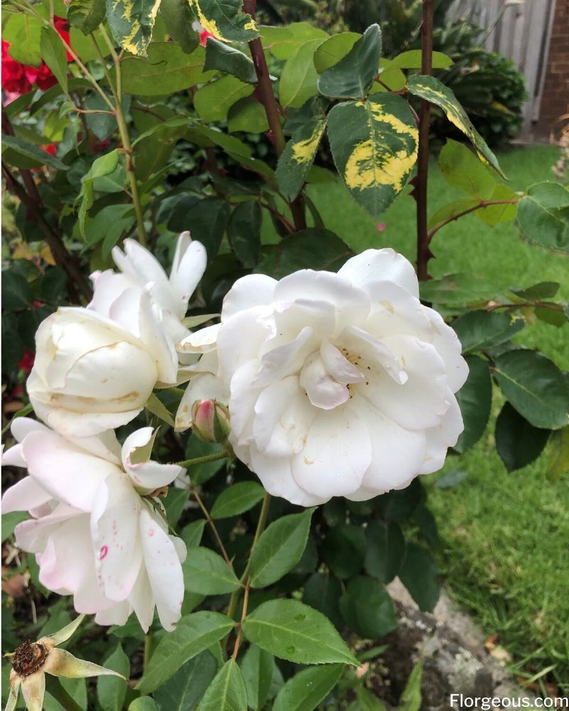 Detail White Rose Image Nomer 29