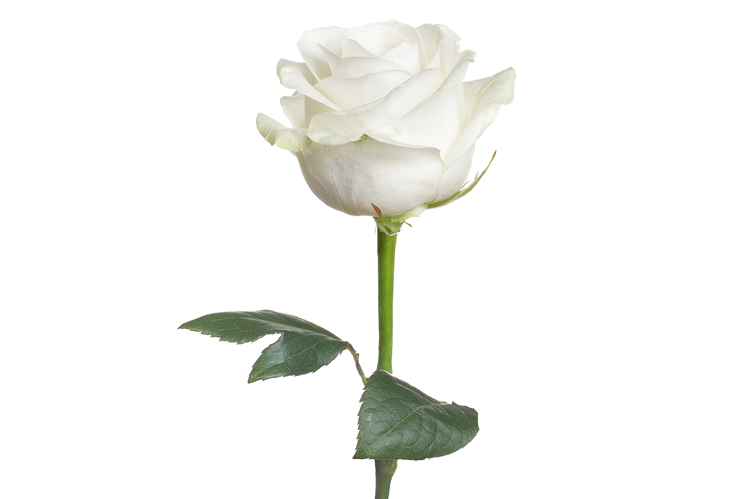 Detail White Rose Image Nomer 31