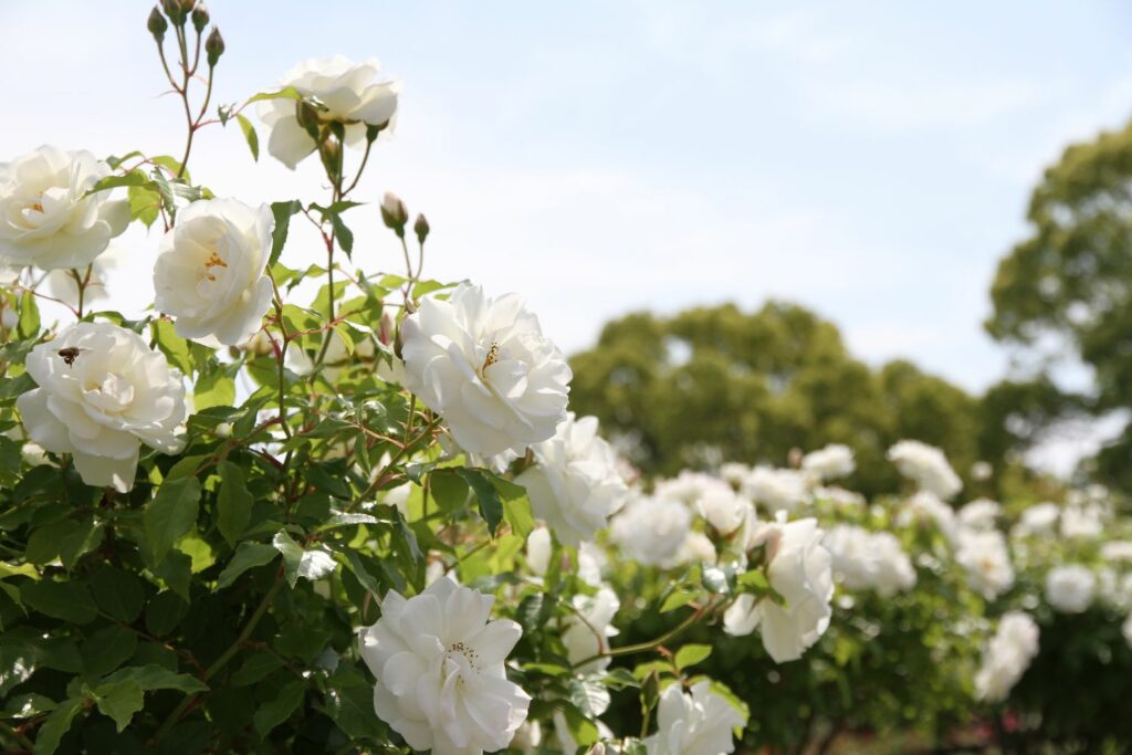 Detail White Rose Image Nomer 32