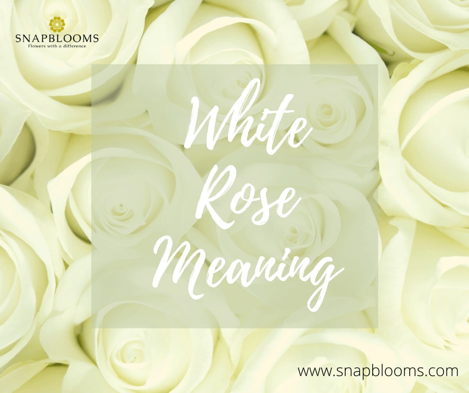 Detail White Rose Image Nomer 34
