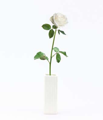 Detail White Rose Image Nomer 35