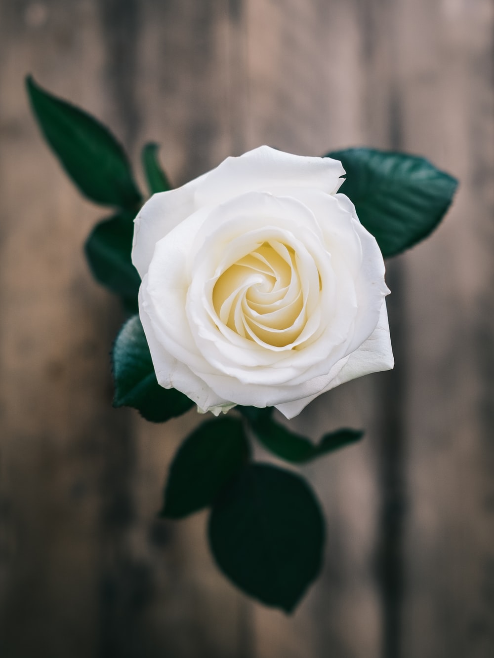 Detail White Rose Image Nomer 5