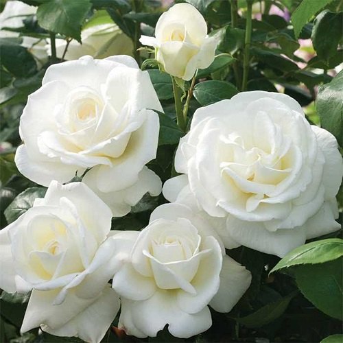 Detail White Rose Image Nomer 45