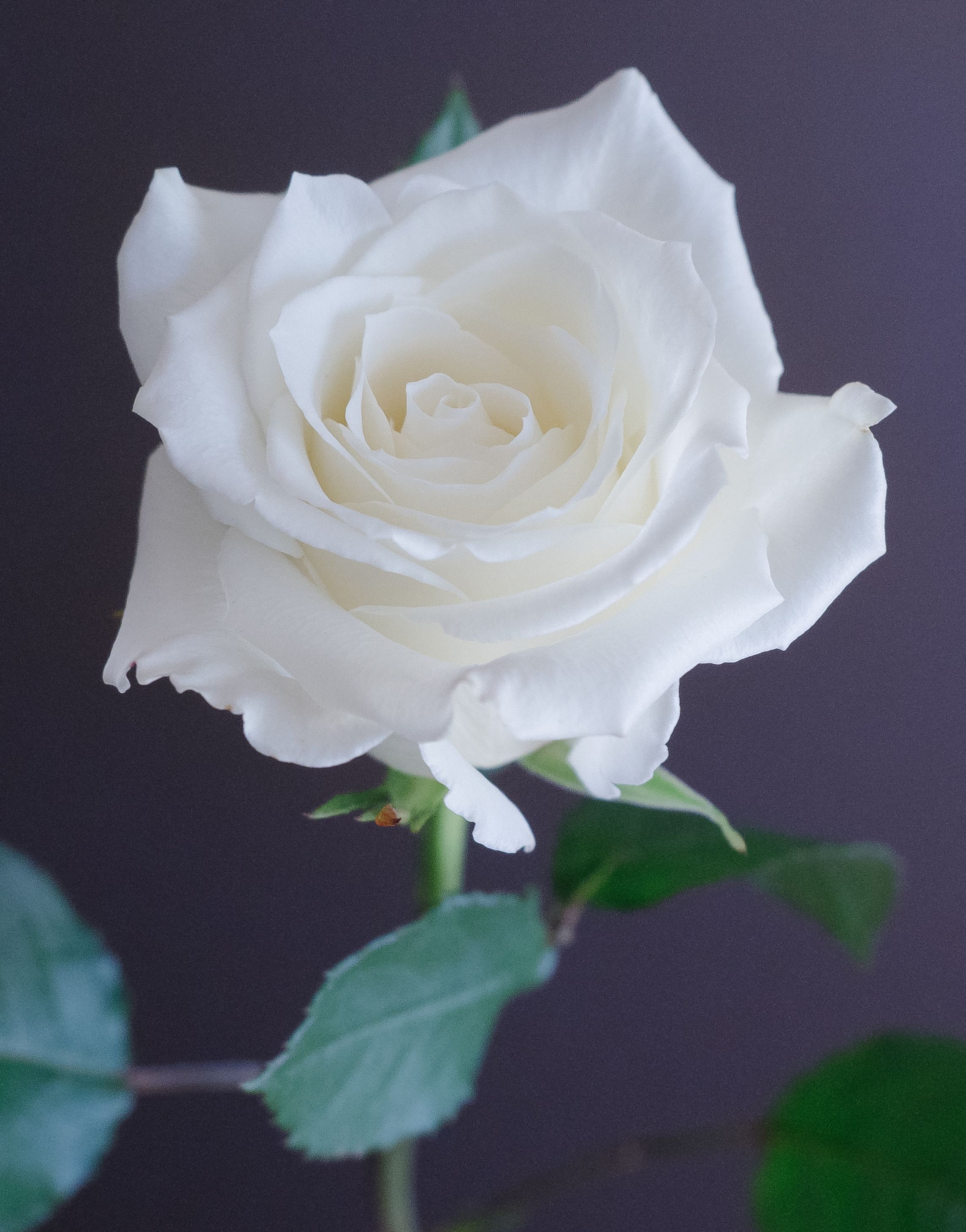 Detail White Rose Image Nomer 46
