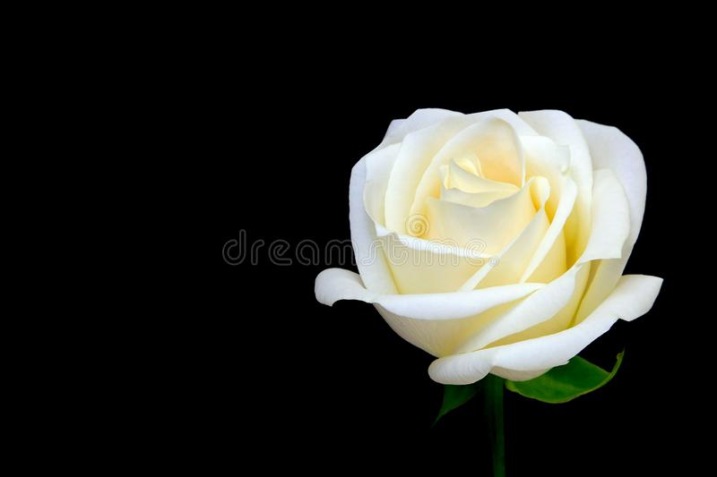 Detail White Rose Image Nomer 47
