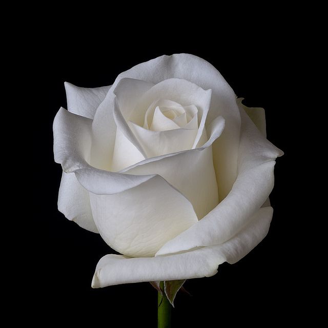 Detail White Rose Image Nomer 6