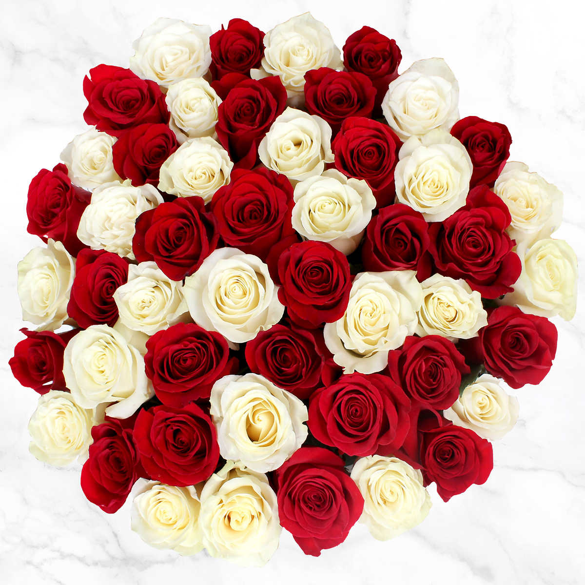 Detail White Rose Image Nomer 48