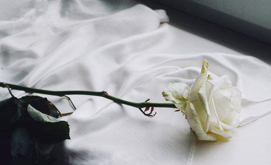 Detail White Rose Image Nomer 49