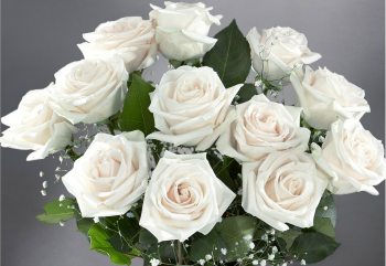 Detail White Rose Image Nomer 51