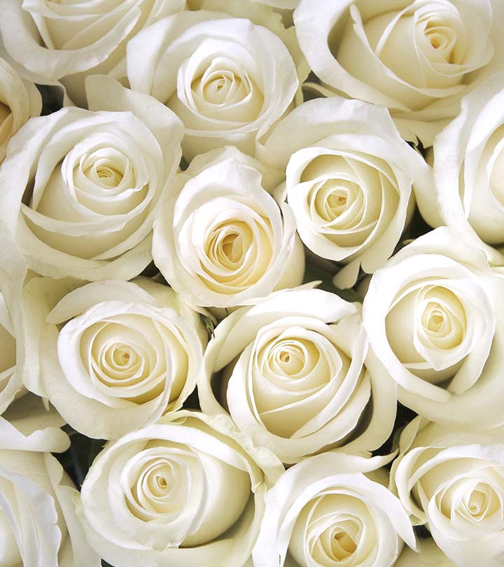 Detail White Rose Image Nomer 52