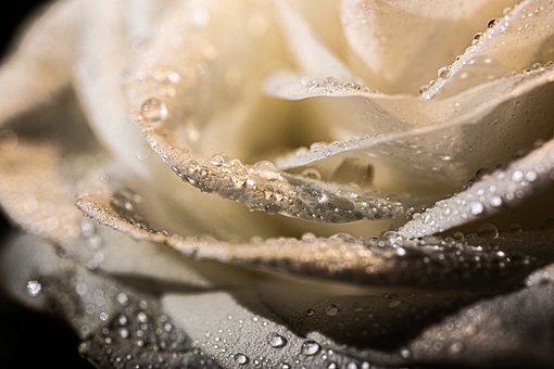 Detail White Rose Image Nomer 53