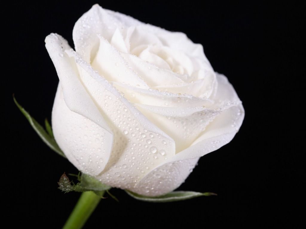 Detail White Rose Images Nomer 12