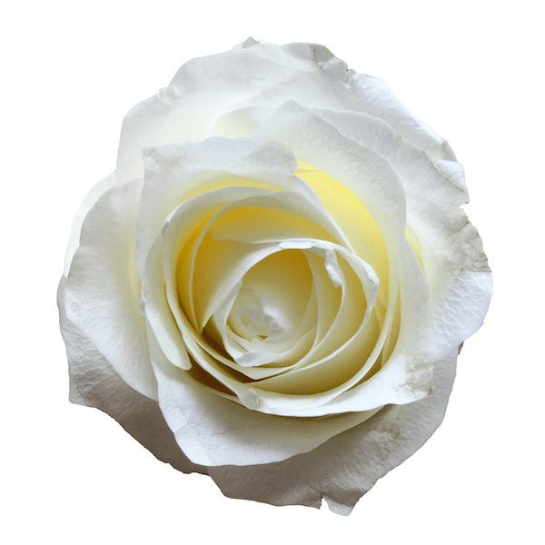 Detail White Rose Images Nomer 22