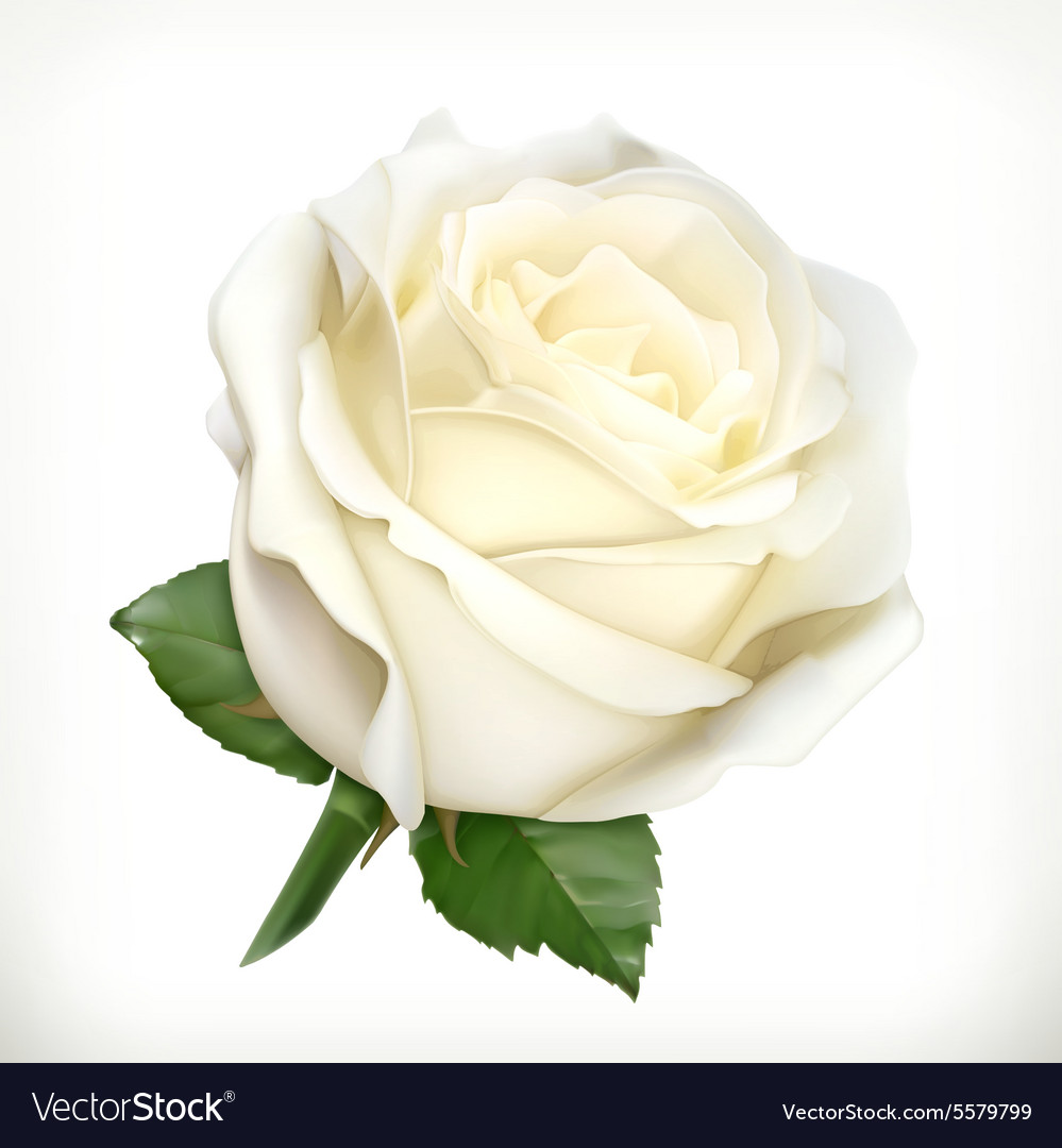 Detail White Rose Images Nomer 10