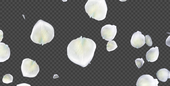 Detail White Rose Petals Png Nomer 2