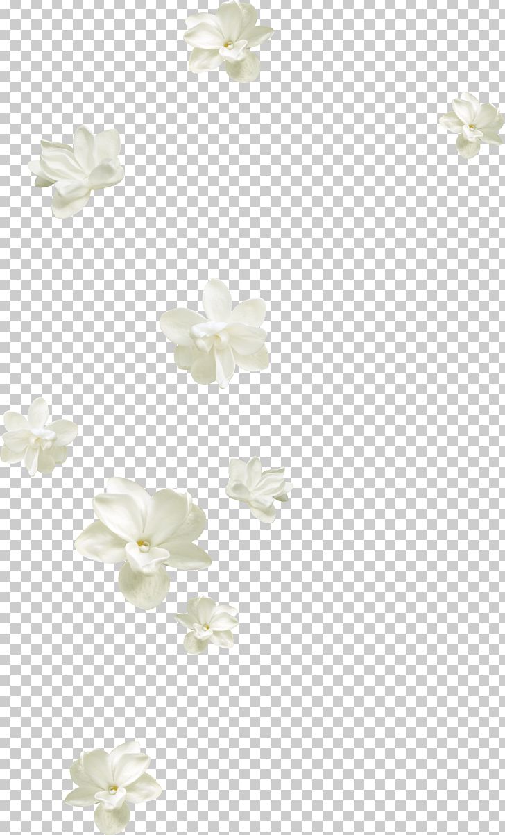 Detail White Rose Petals Png Nomer 13