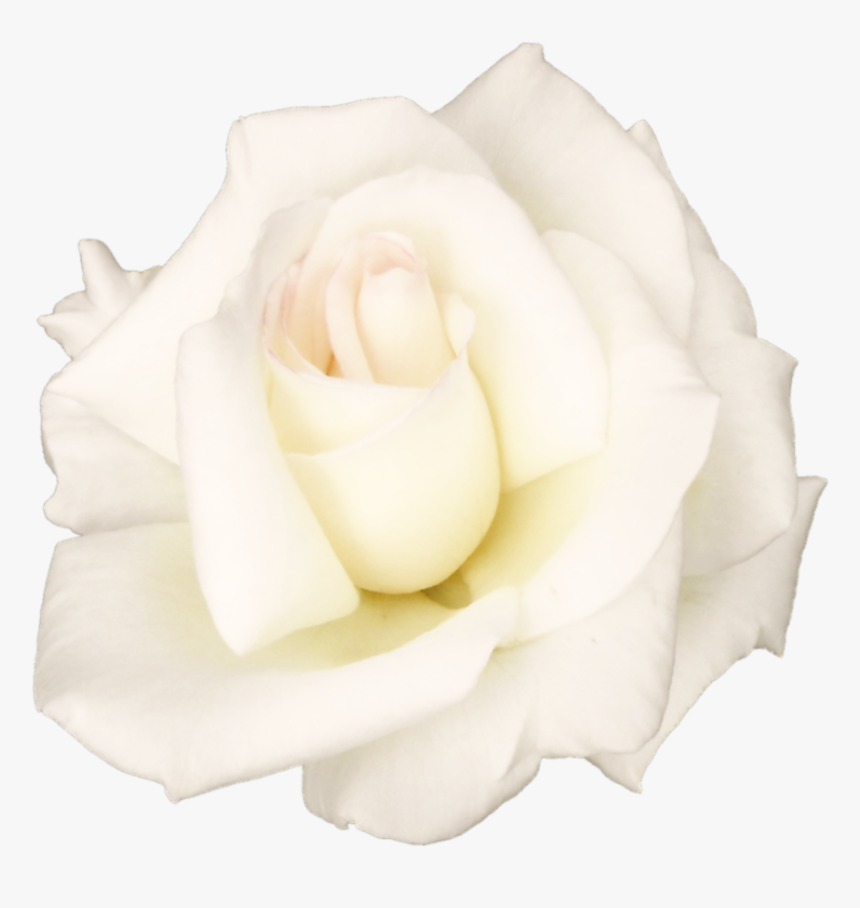 Detail White Rose Petals Png Nomer 19