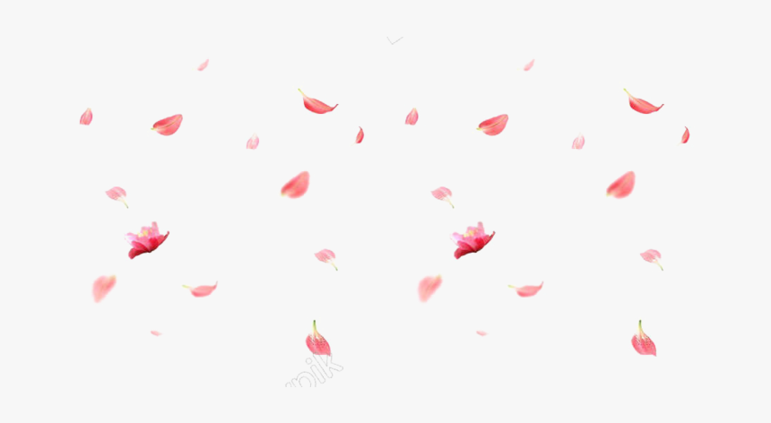 Detail White Rose Petals Png Nomer 21