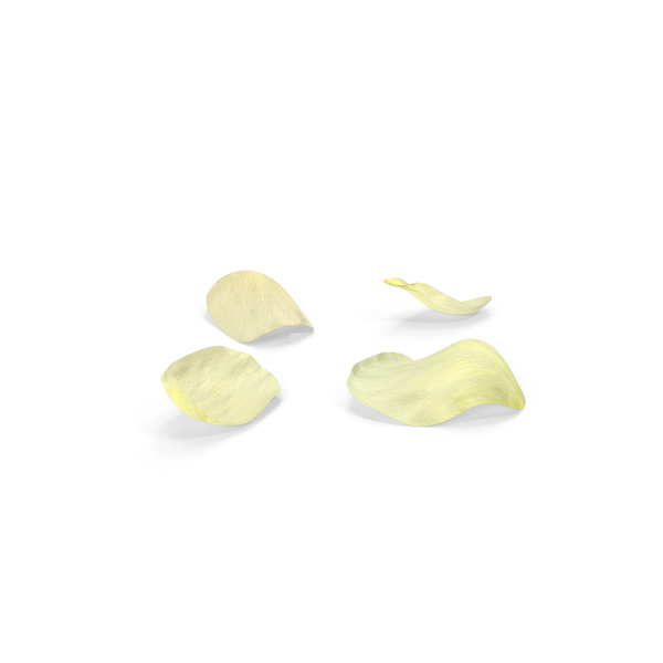 Detail White Rose Petals Png Nomer 25