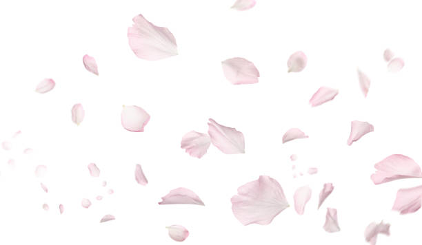 Detail White Rose Petals Png Nomer 31