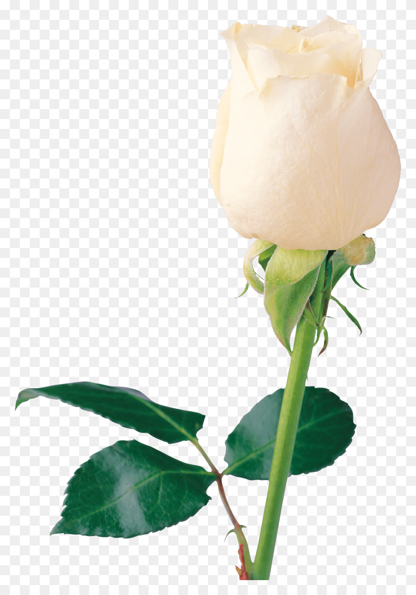 Detail White Rose Petals Png Nomer 34