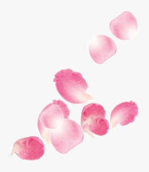 Detail White Rose Petals Png Nomer 38