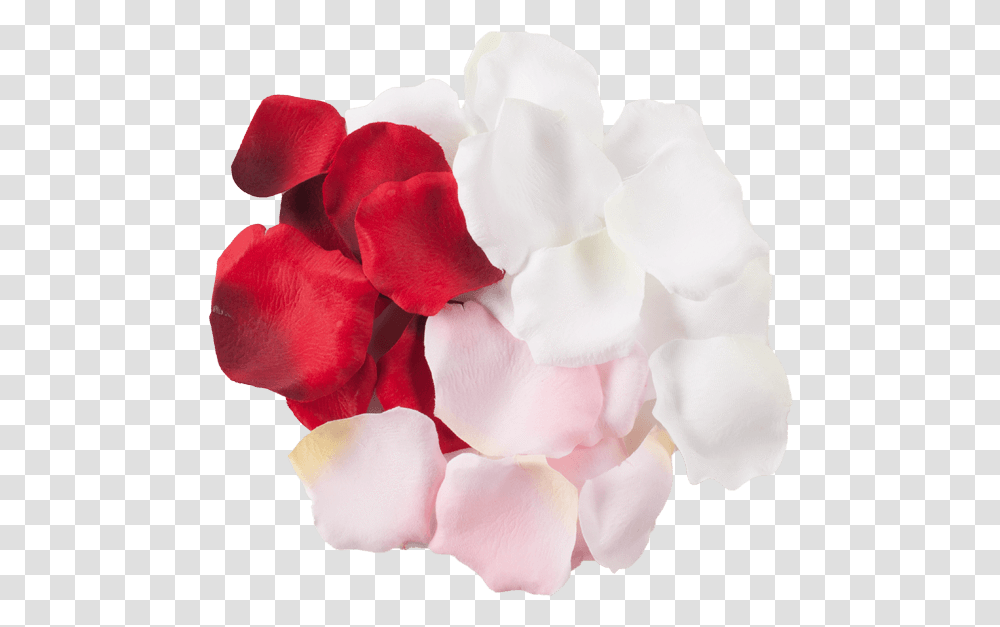 Detail White Rose Petals Png Nomer 56