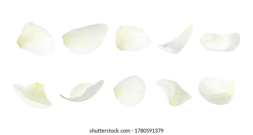 Detail White Rose Petals Png Nomer 7