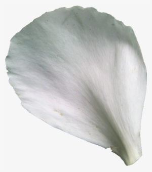 Detail White Rose Petals Png Nomer 9