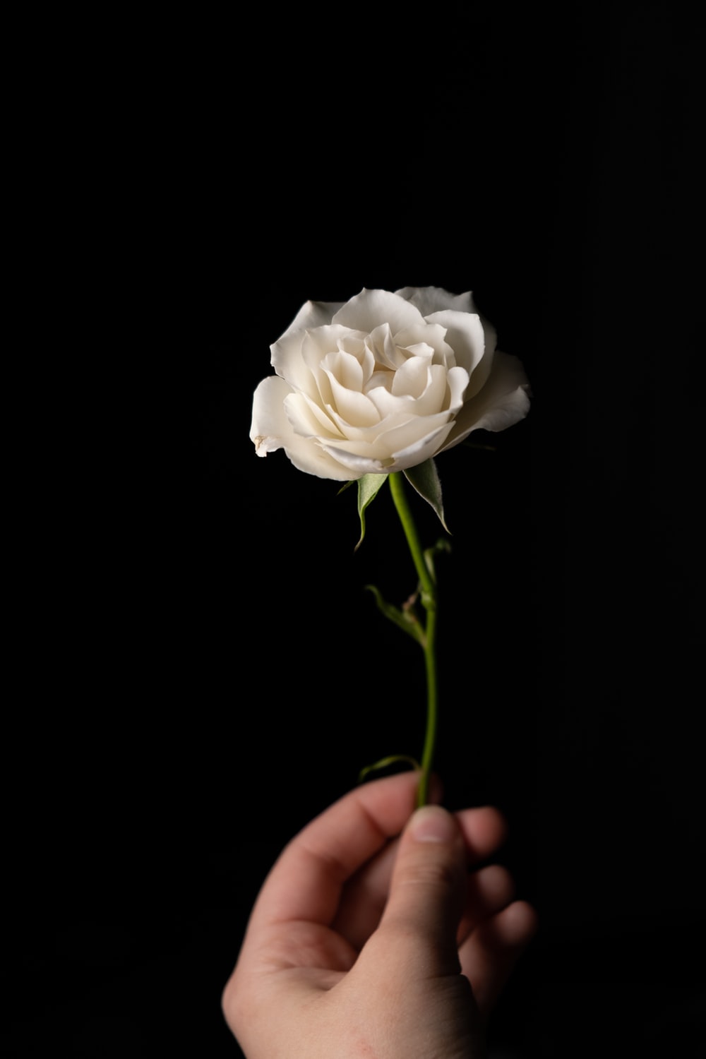 White Rose Photo - KibrisPDR