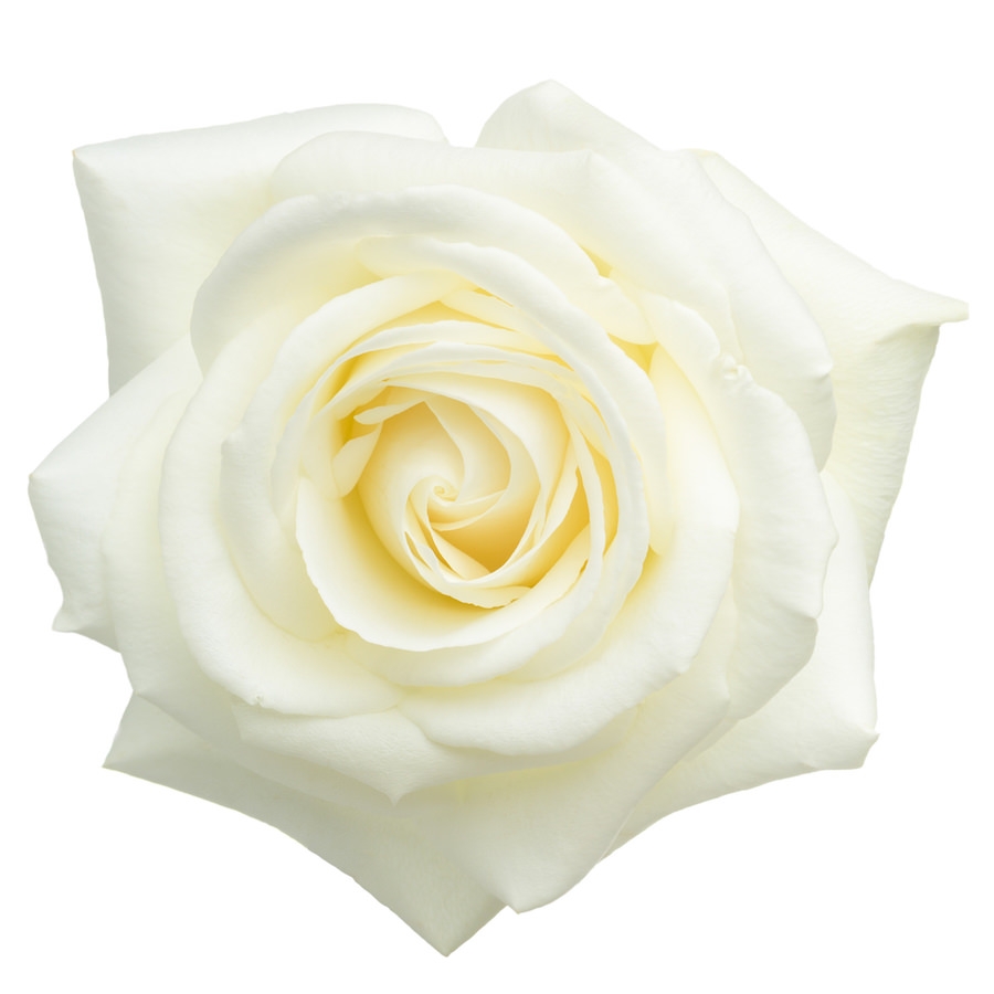 Detail White Rose Photo Nomer 15