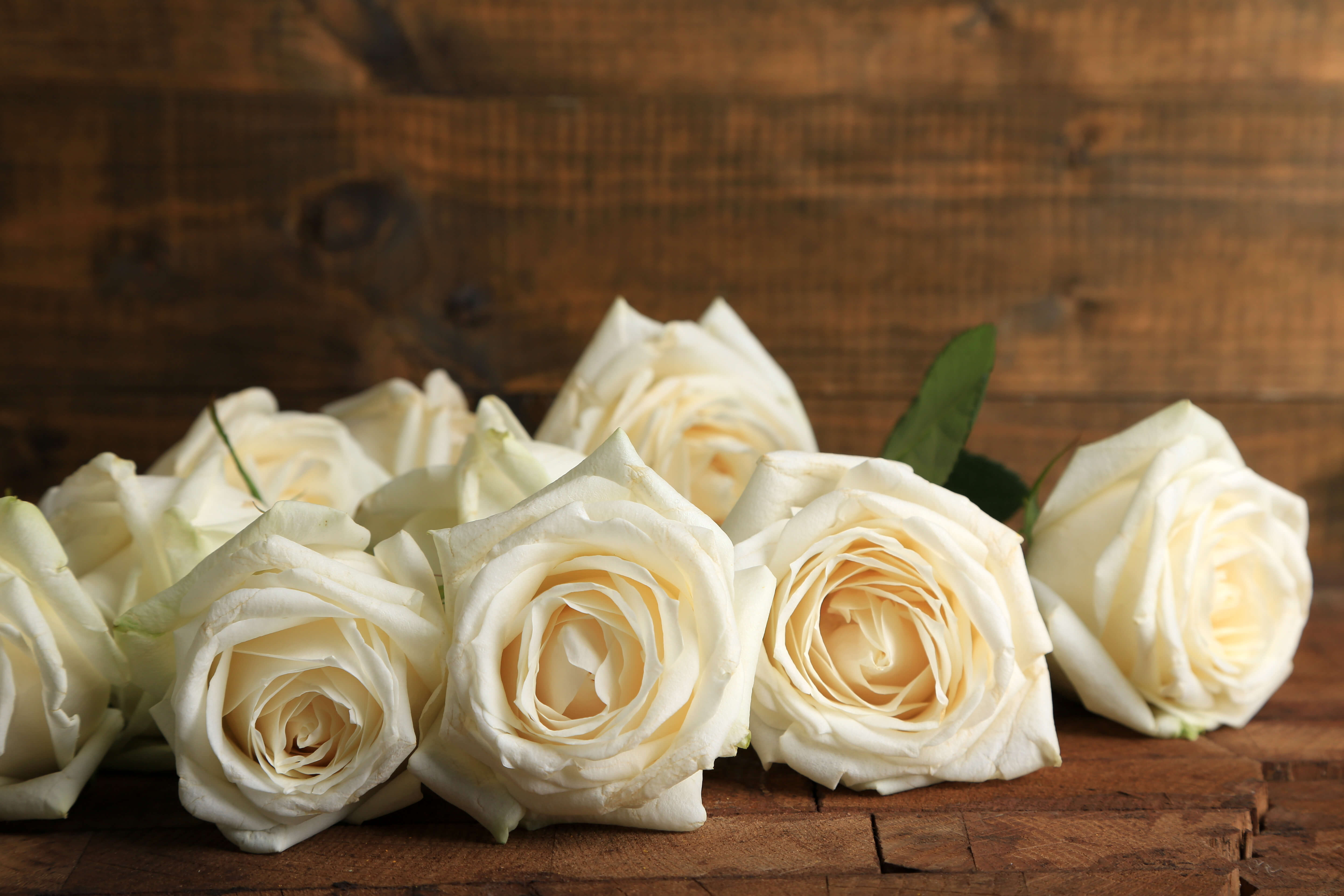 Detail White Rose Photo Nomer 23