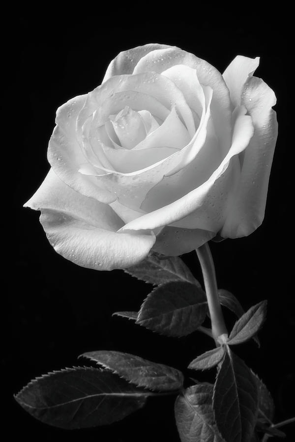 Detail White Rose Photographs Nomer 11