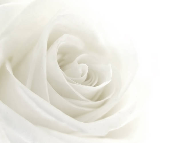 Detail White Rose Photographs Nomer 16