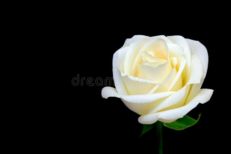 Detail White Rose Photographs Nomer 19