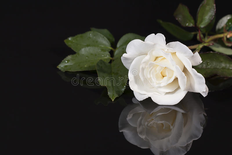 Detail White Rose Photographs Nomer 3