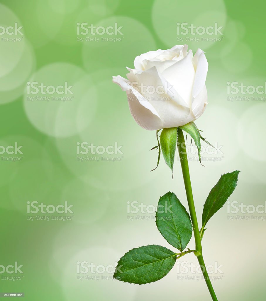 Detail White Rose Photographs Nomer 30