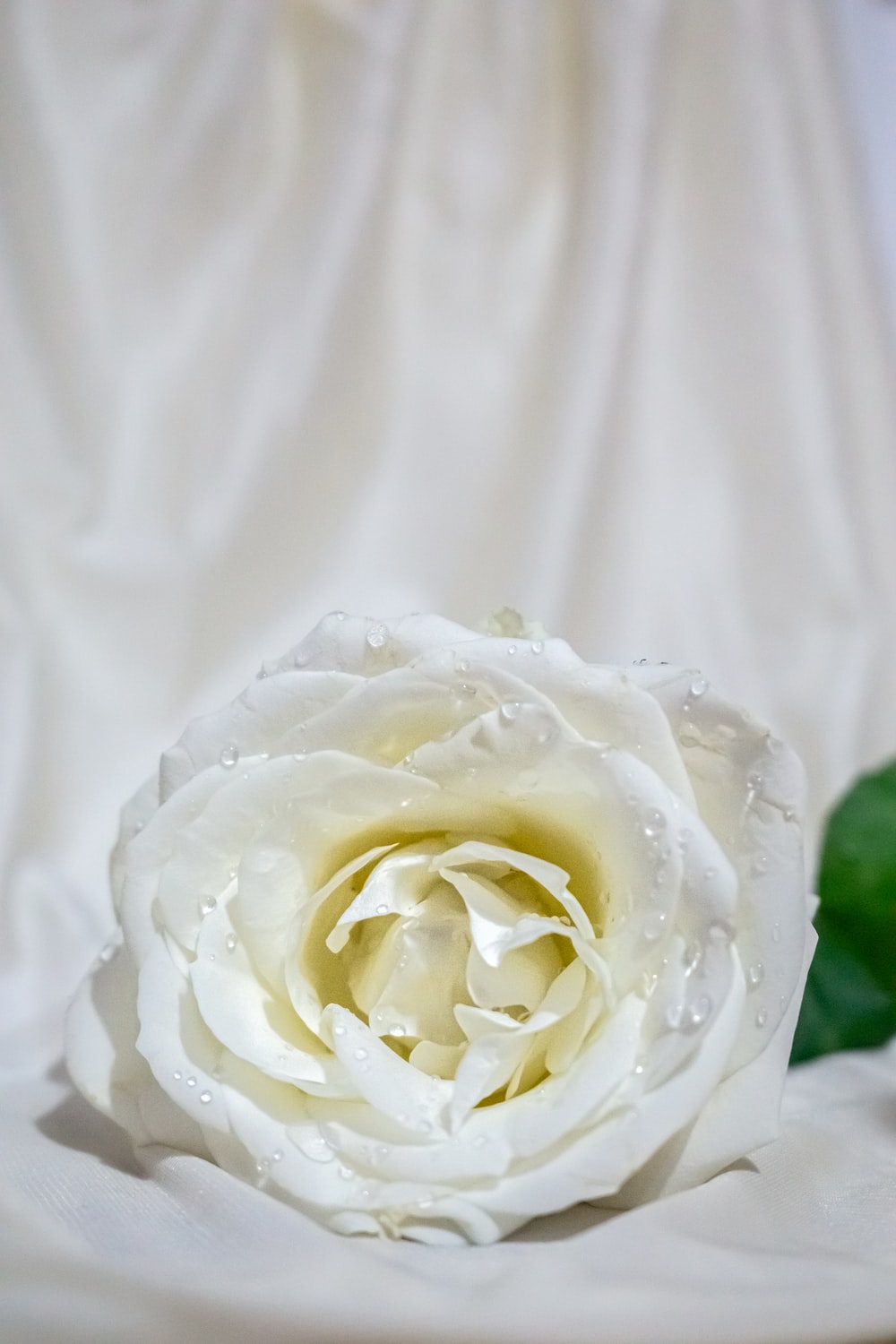 Detail White Rose Photographs Nomer 5