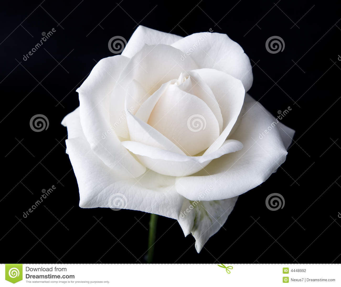 Detail White Rose Photographs Nomer 8