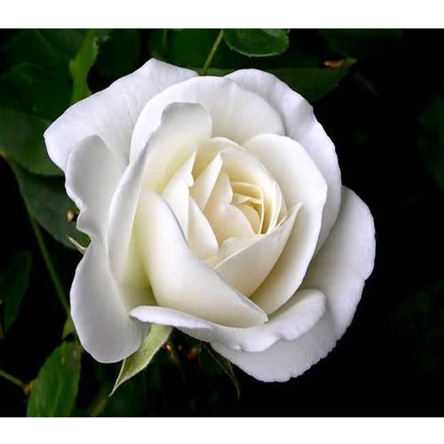 Detail White Rose Pic Nomer 54