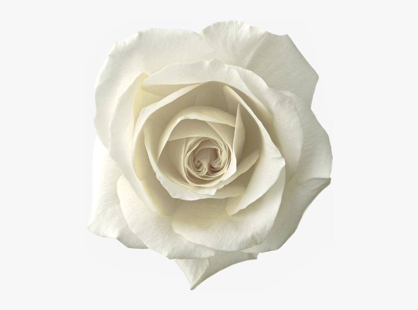 Detail White Rose Png Nomer 12