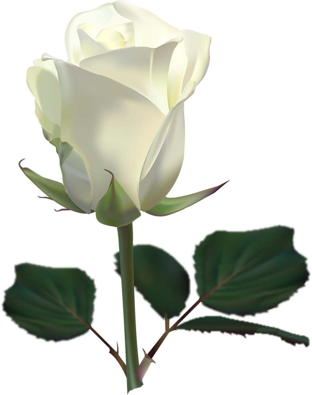 Detail White Rose Png Nomer 23