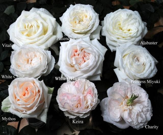 Detail White Rose Species Nomer 15
