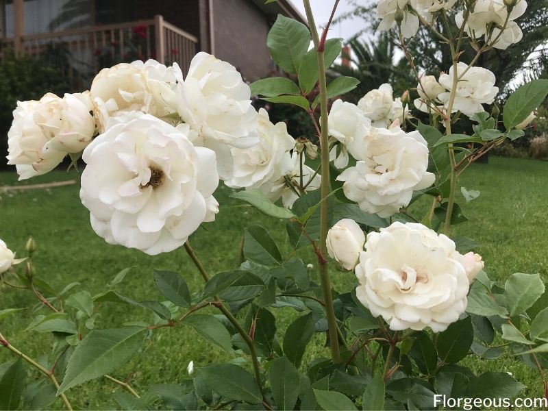 Detail White Rose Species Nomer 3