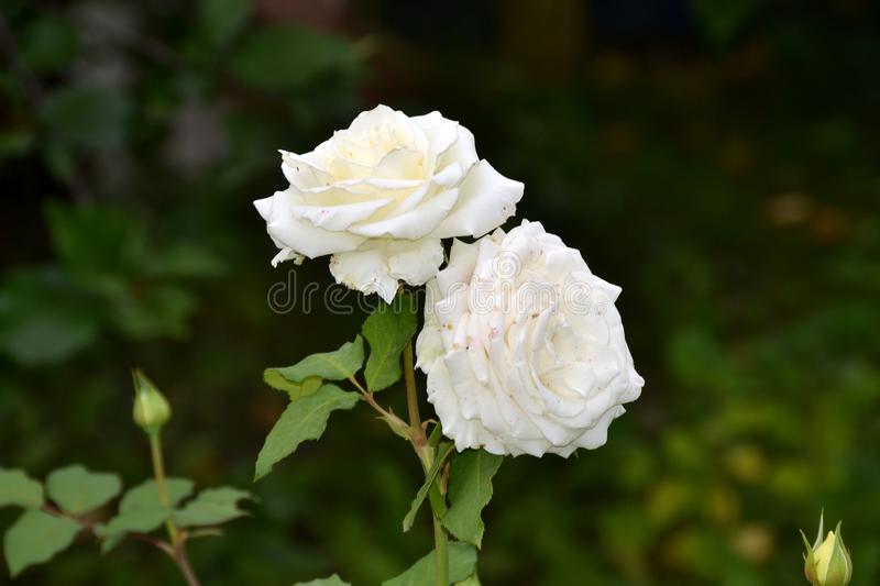 Detail White Rose Species Nomer 21