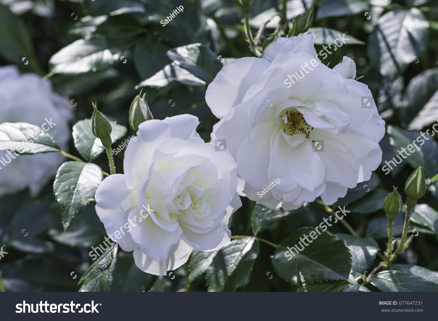 Detail White Rose Species Nomer 22